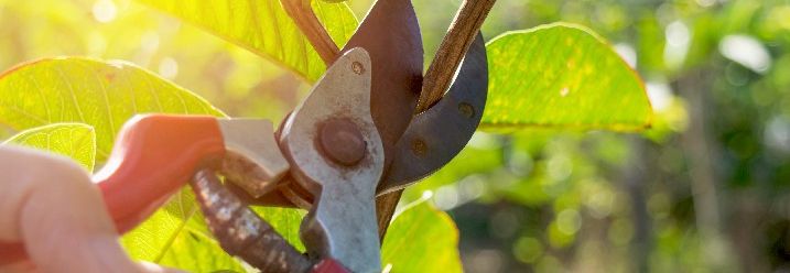 Rosen schneiden im Frühling.